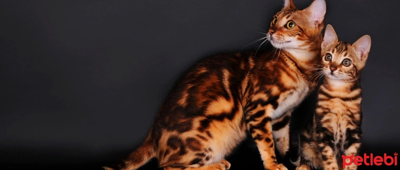 11 Facts You Should Know About Bengal Cats
