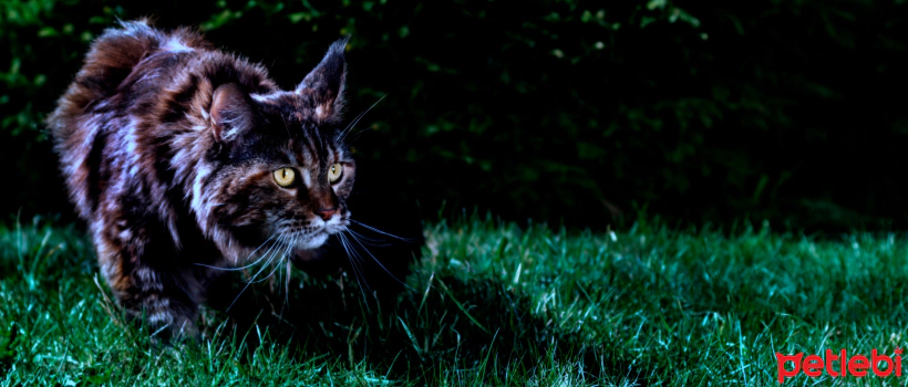 Reasons and Solutions for Cats' Nocturnal Activity