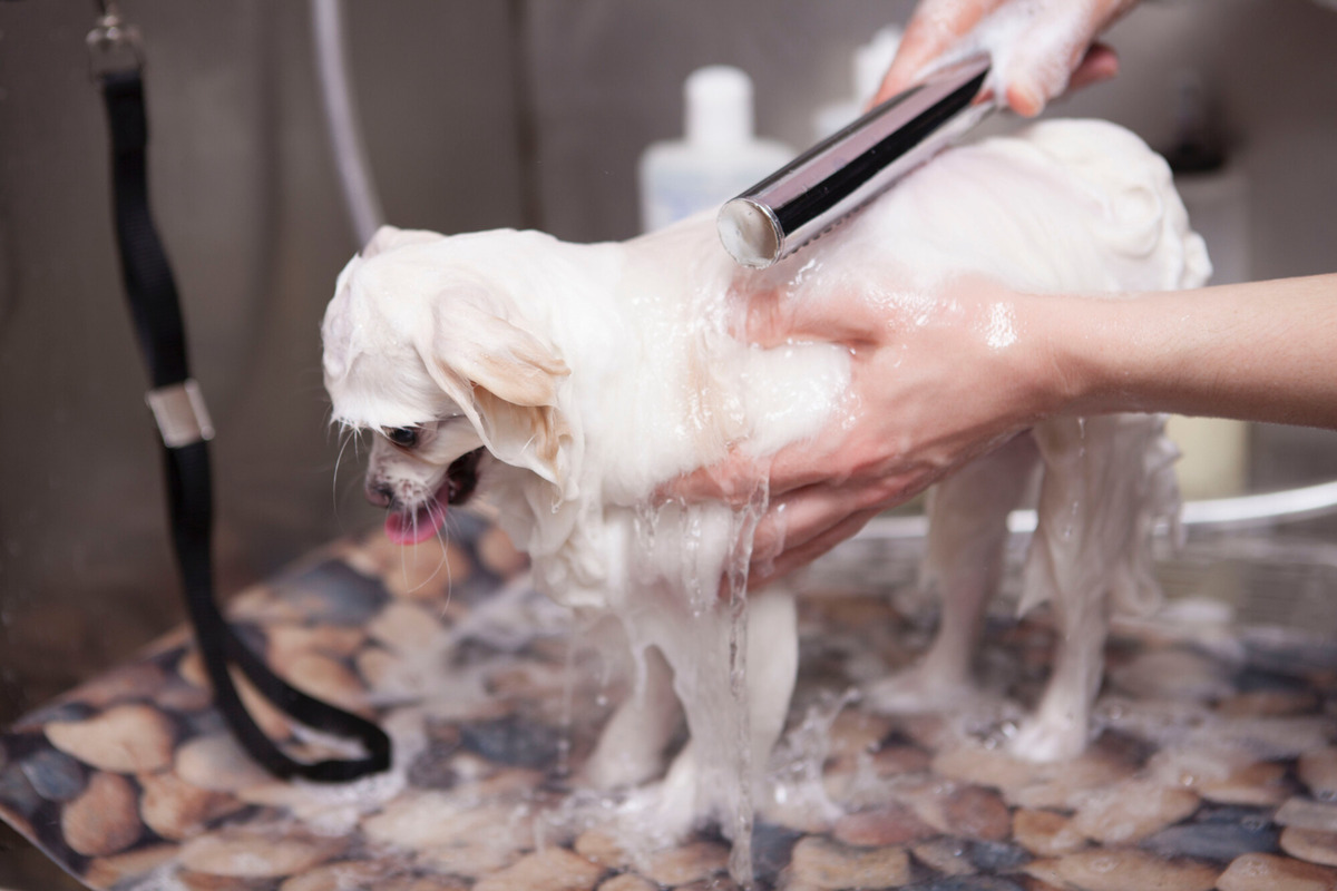 Small breed white dog being washed