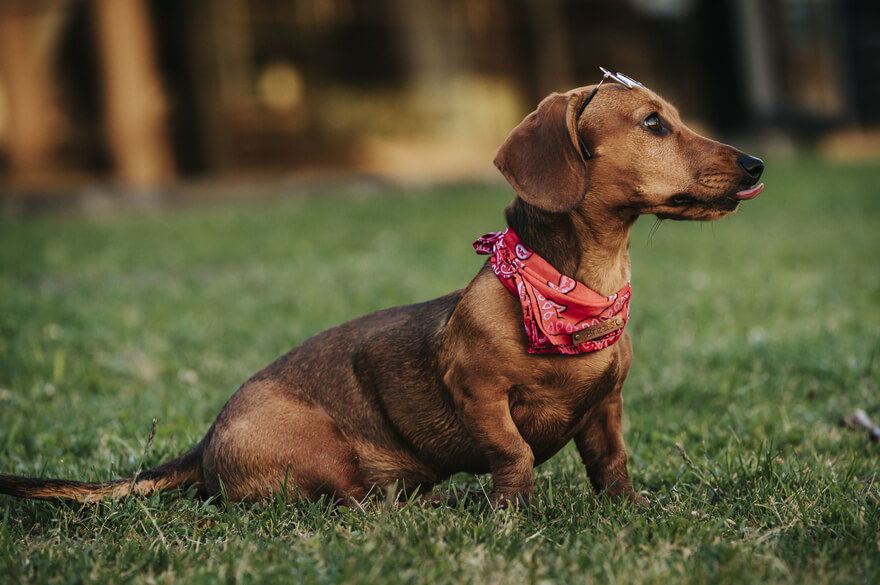 dachshund