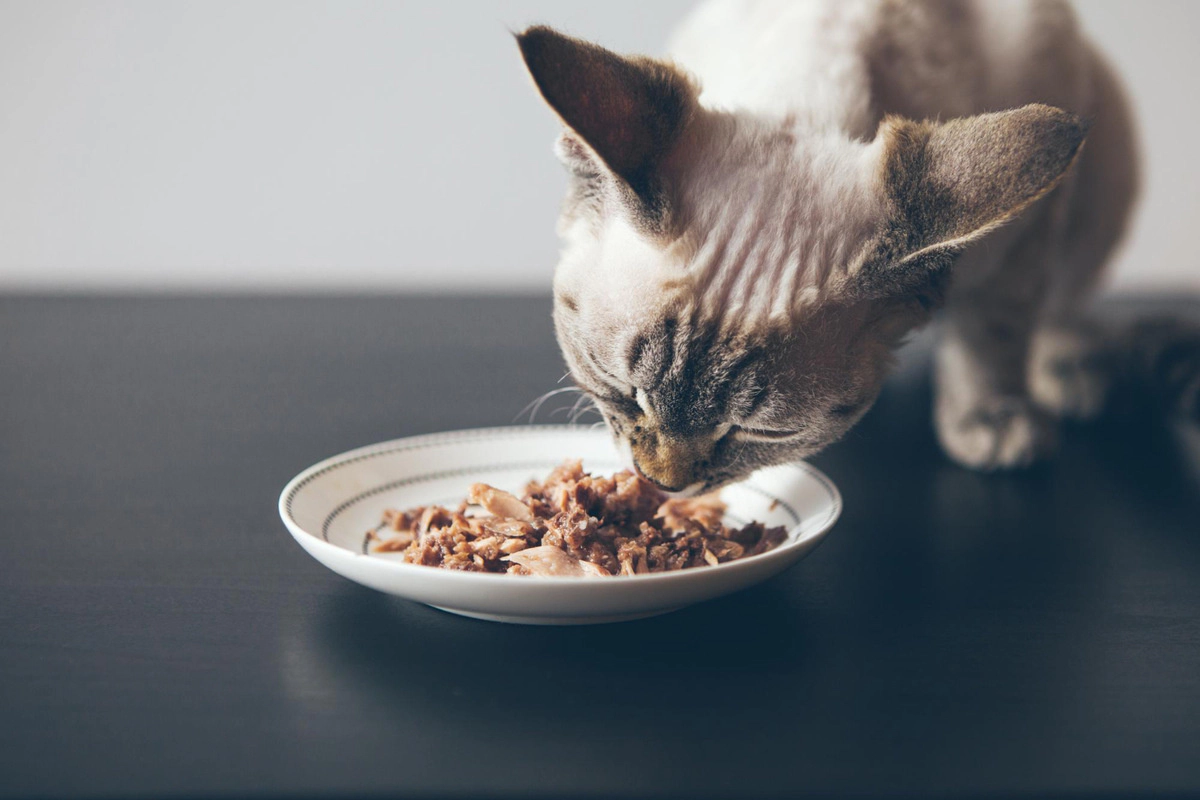 A gray cat bending down to eat food