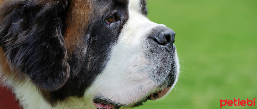 The 8 Largest Dog Breeds in the World