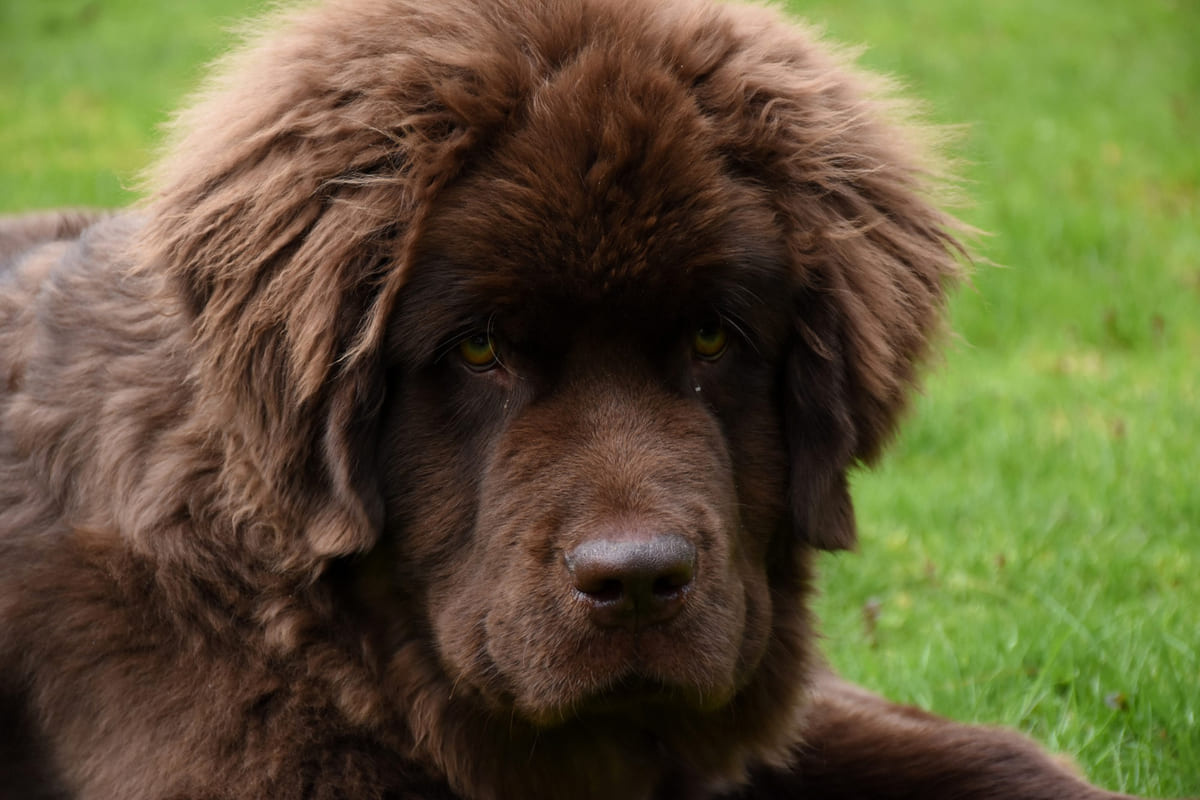 A Tibetan Mastiff with an innocent gaze puppy
