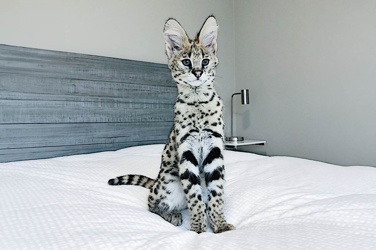 yatakta oturan savannah kedisi