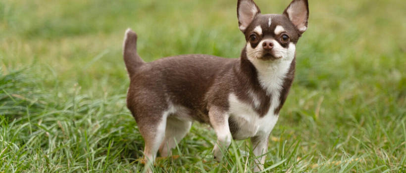 Chihuahua Dog Characteristics, Care and Feeding