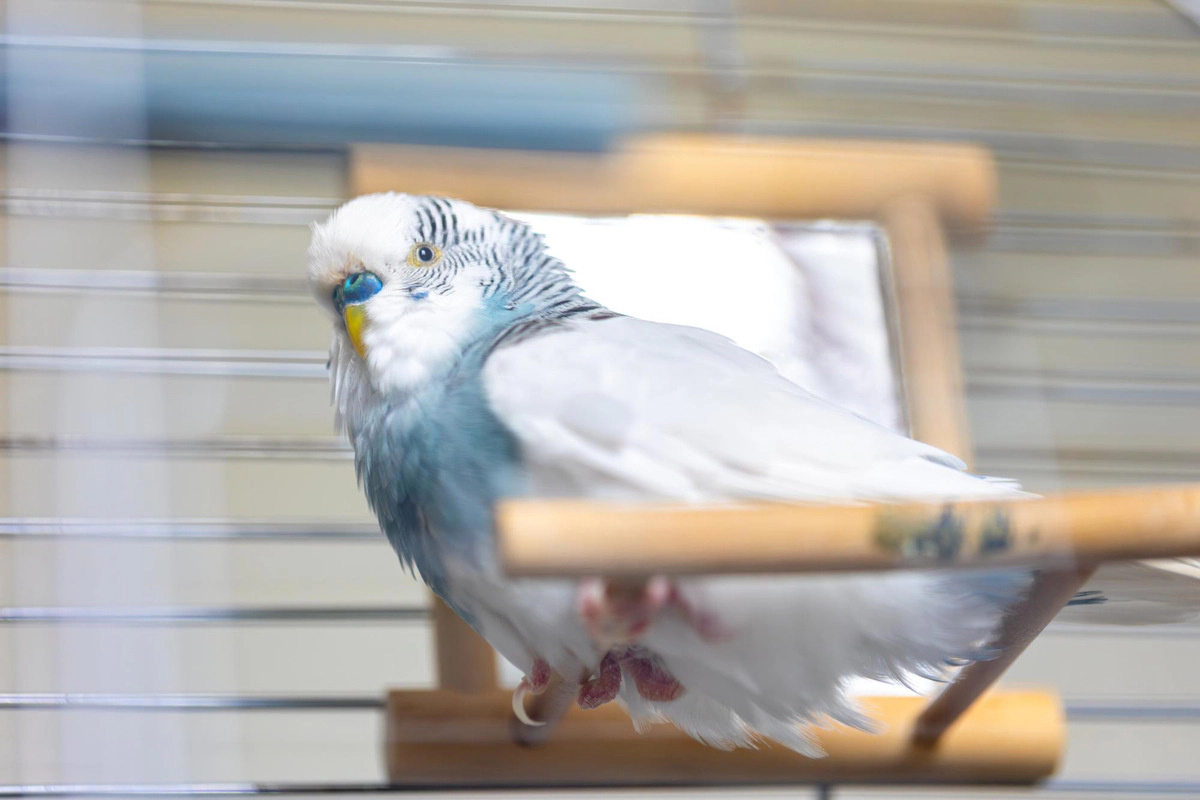 Budgie with blue-white feathers bird
