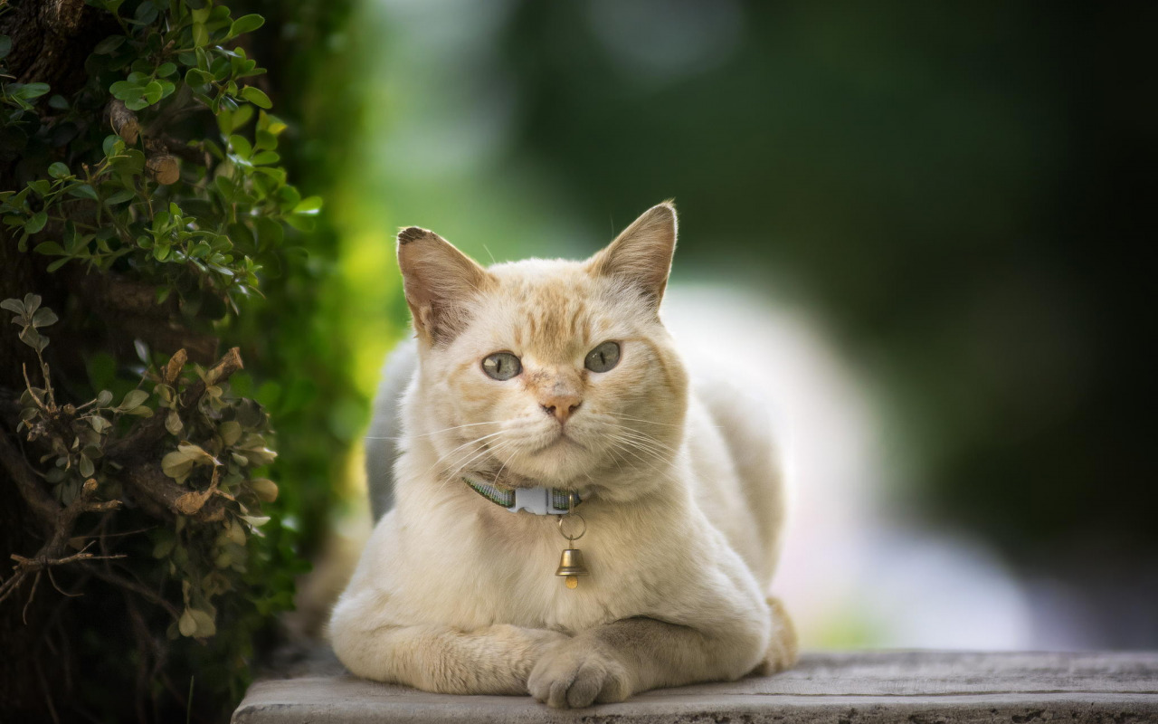 Cat sitting on the ground outdoors