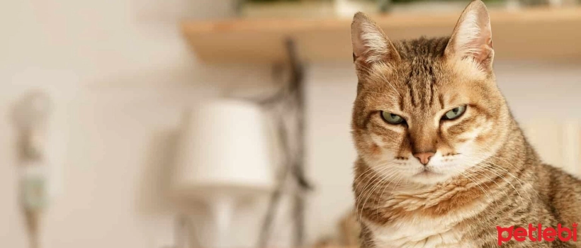 What are the things cats dislike?