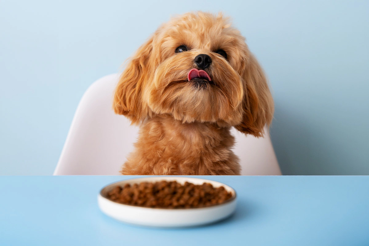 Brown dog with food bowl and tongue sticking out on a blue table