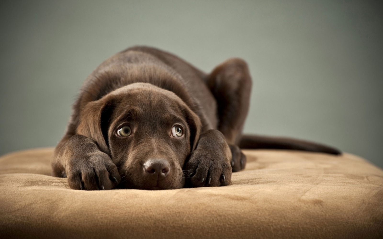 Lying down brown-haired blue-eyed dog