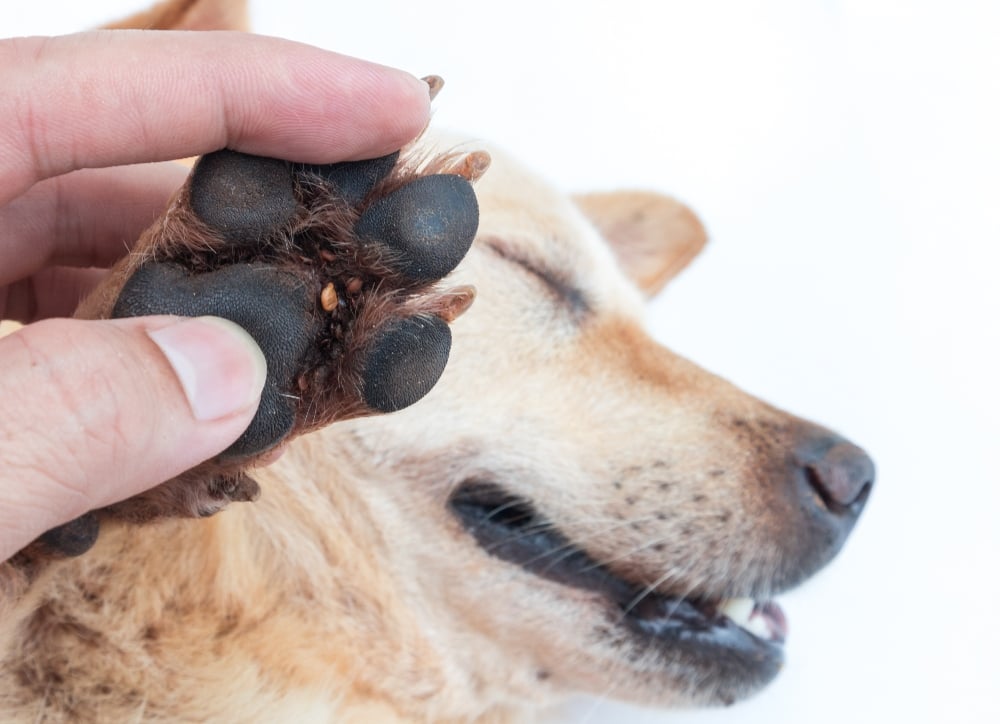 Dog with a tick under its paw