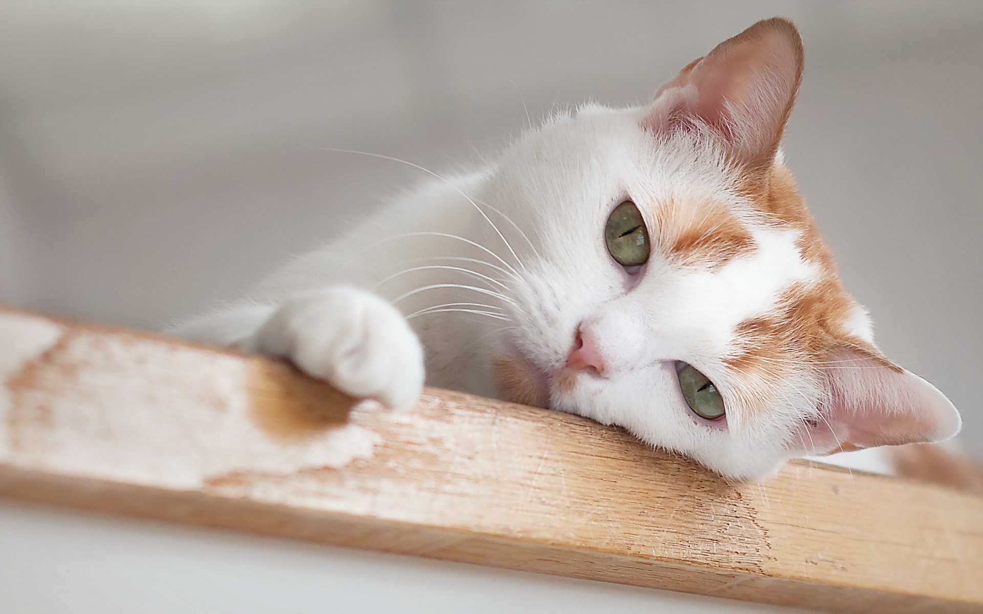 Sad cat with white and orange fur