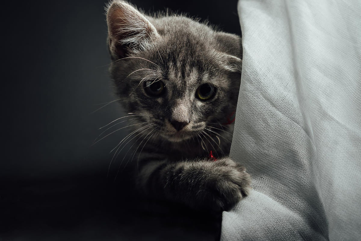 Gray kitten peeking secretly from behind a blanket