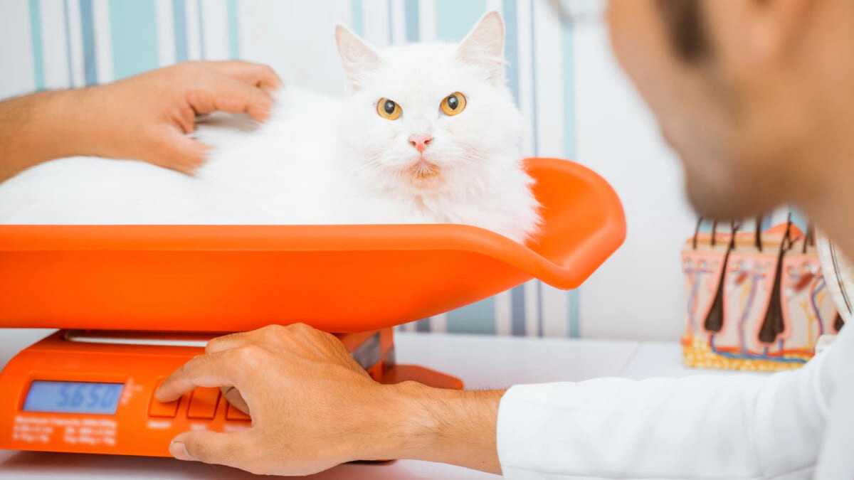 Symptoms, Causes, and Treatment of Kidney Failure in Cats