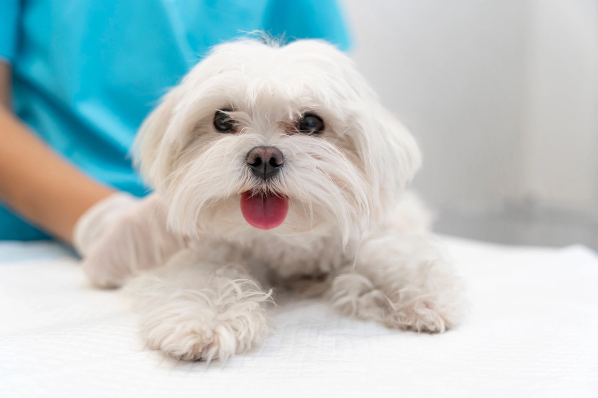 Maltese terrier waiting for veterinary check-up