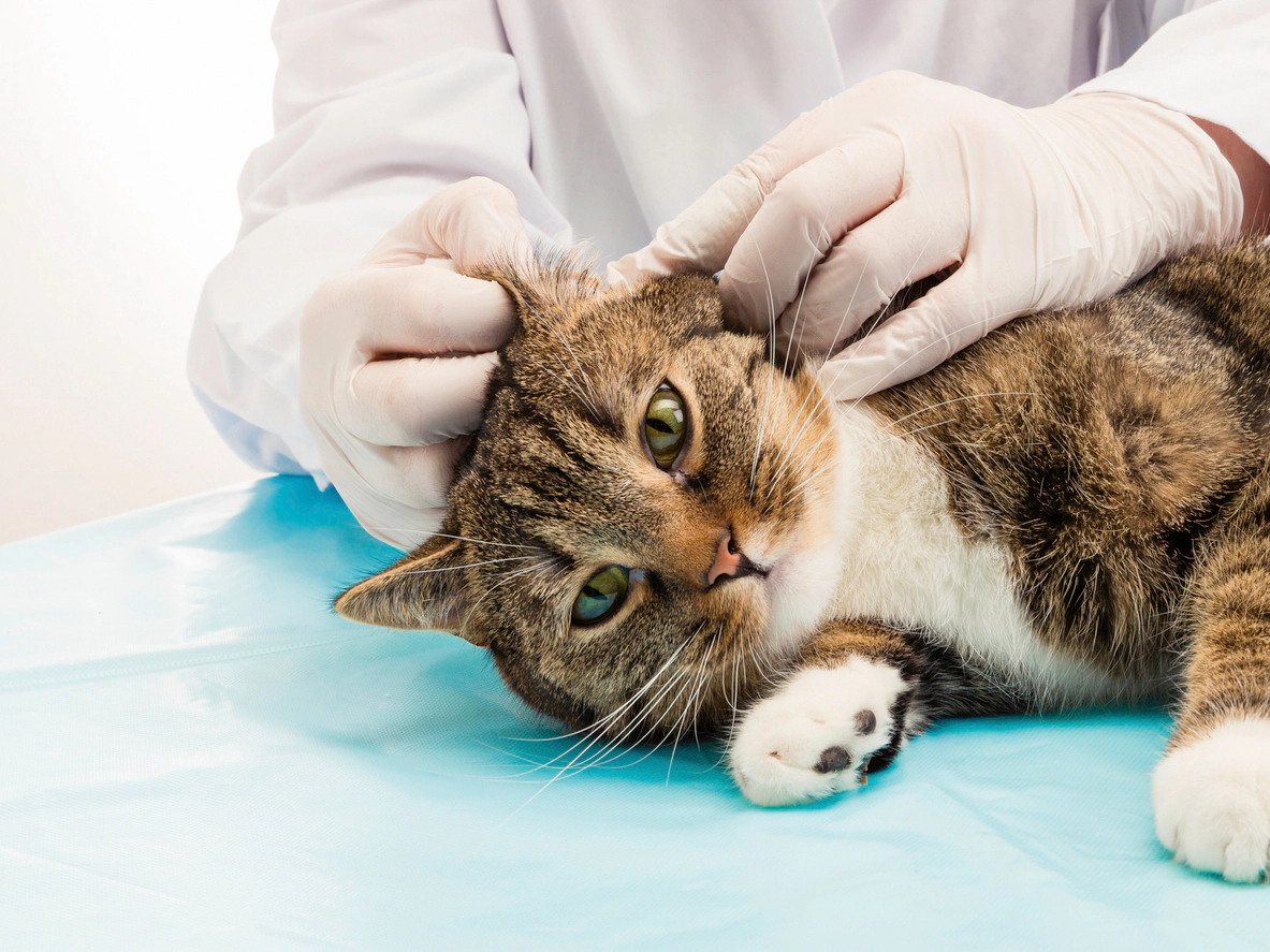 Cat whose ears are checked by a veterinarian
