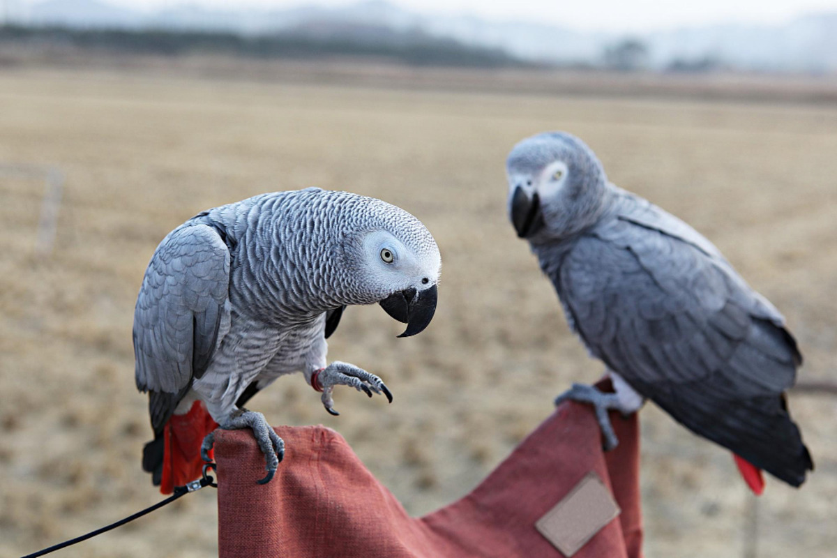 Two African Grey Parrots perched on a wire
