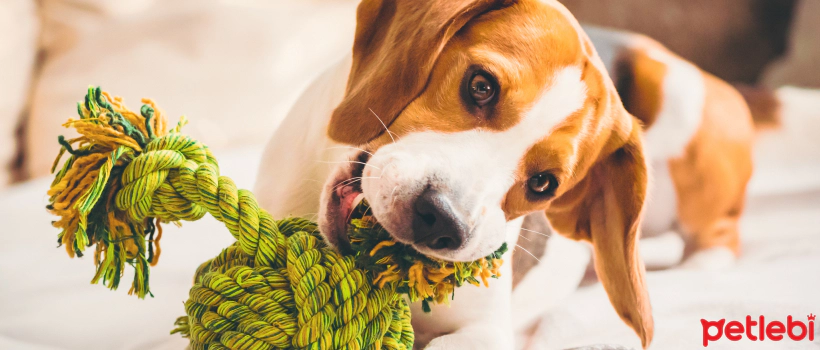 How to Prevent Stomach Chills in Dogs?