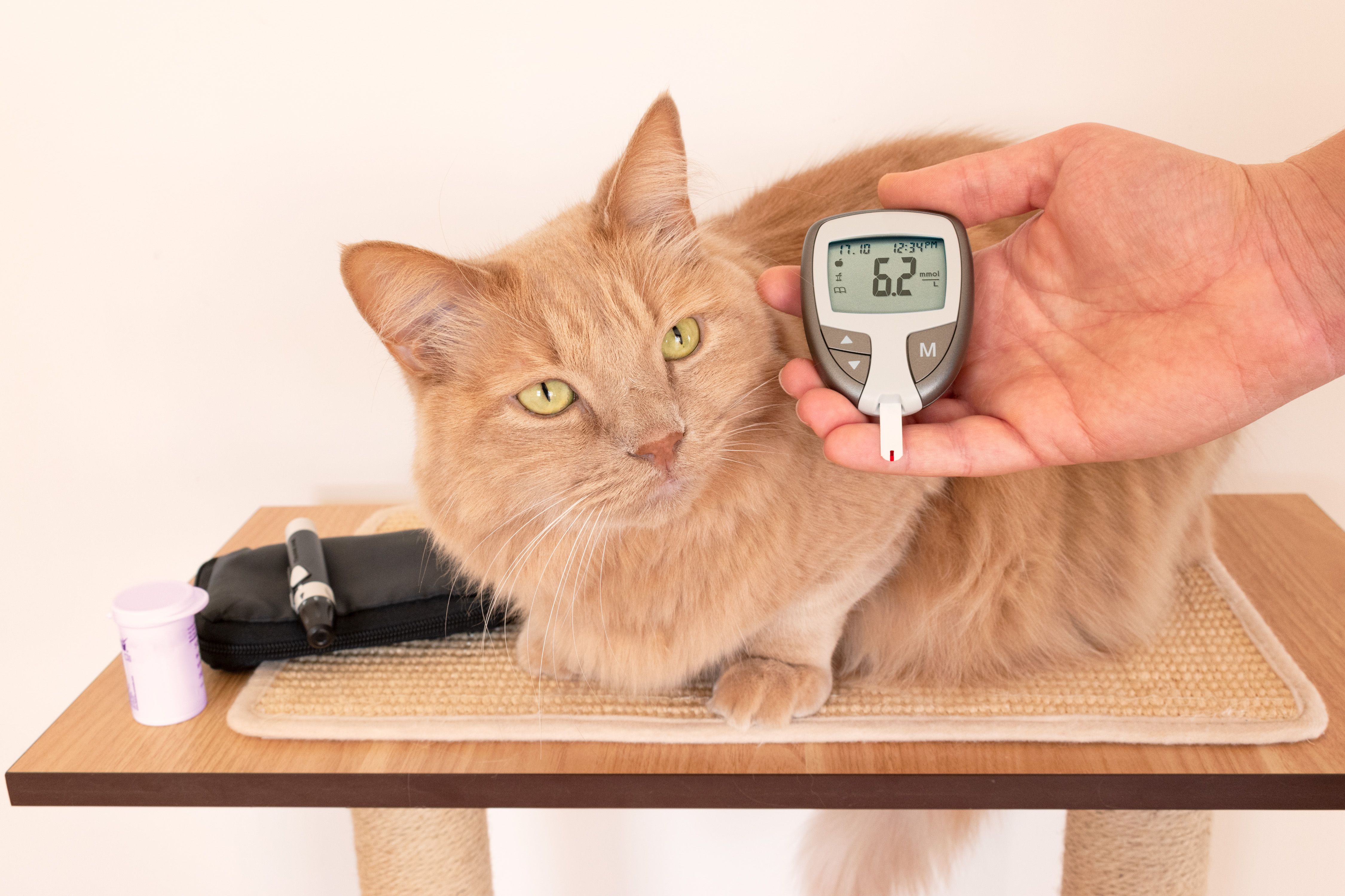 Cat with measured blood sugar
