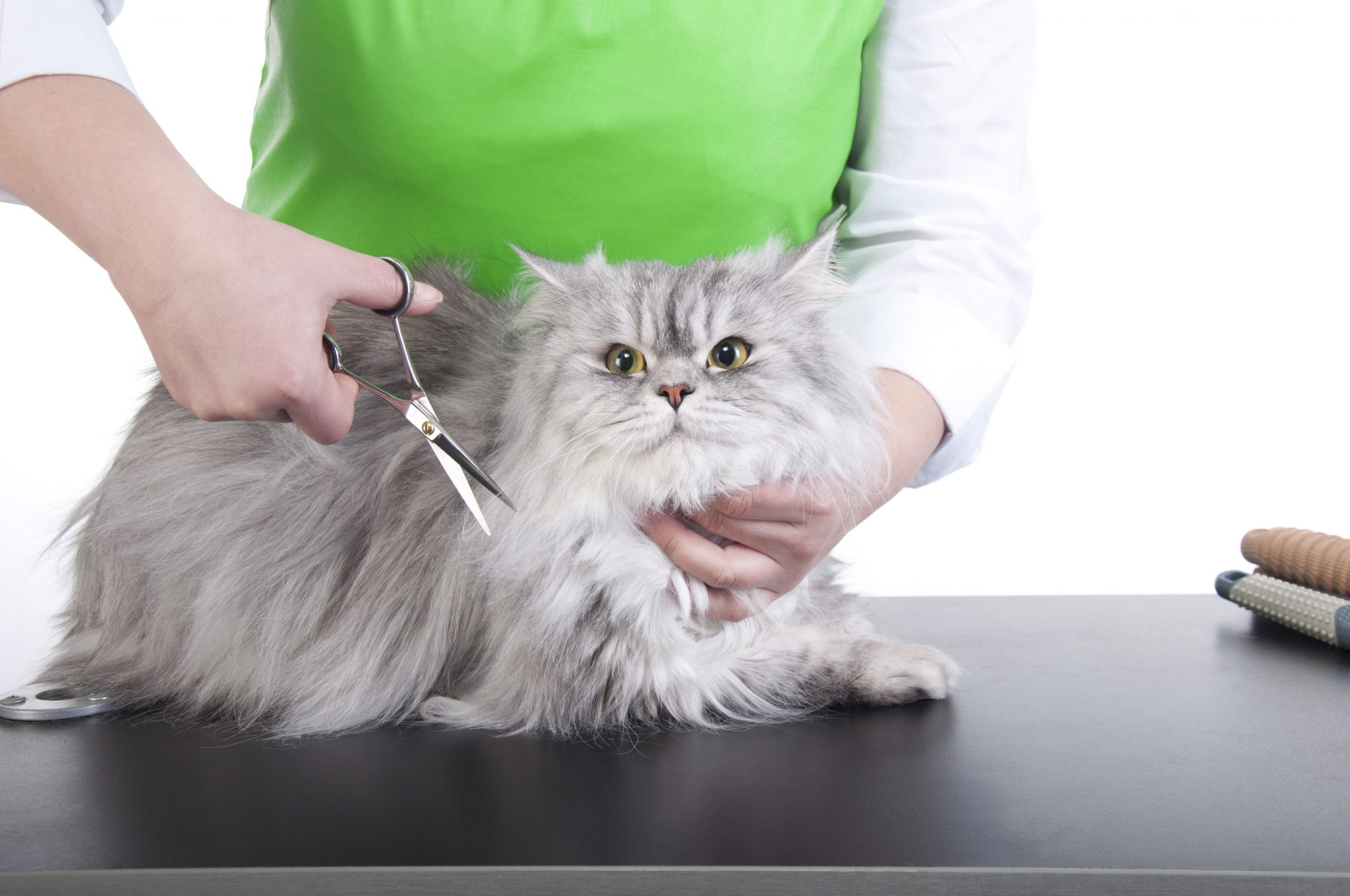 Long-haired cat being shaved with scissors