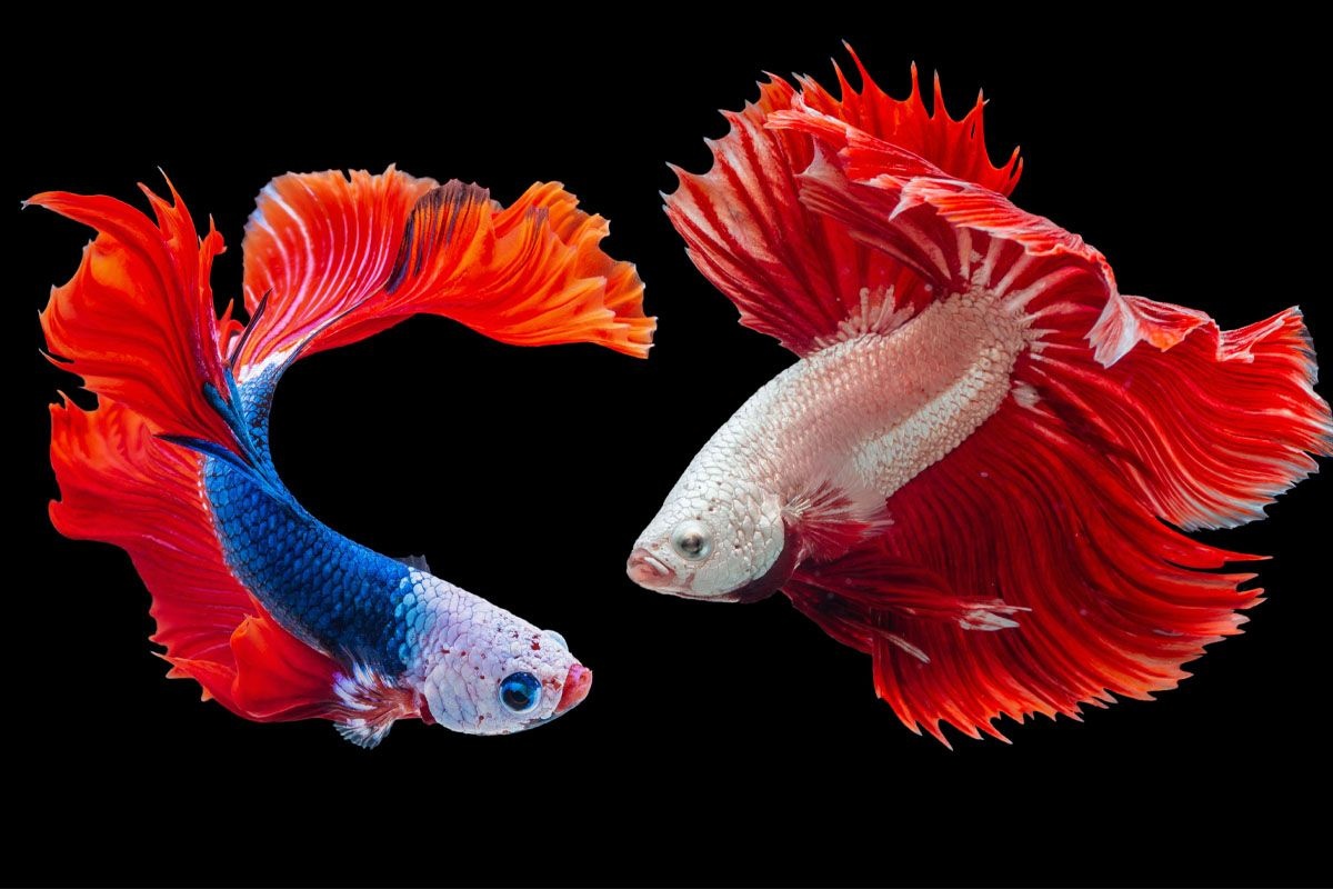 Two betta fish around each other. swimming