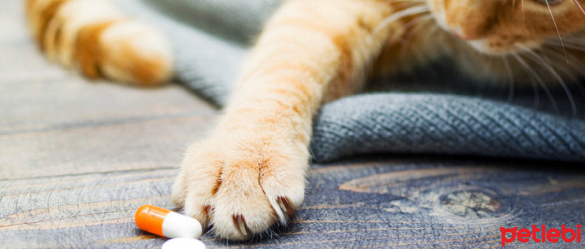 Vitamin C in Cats: Deficiency and Excess