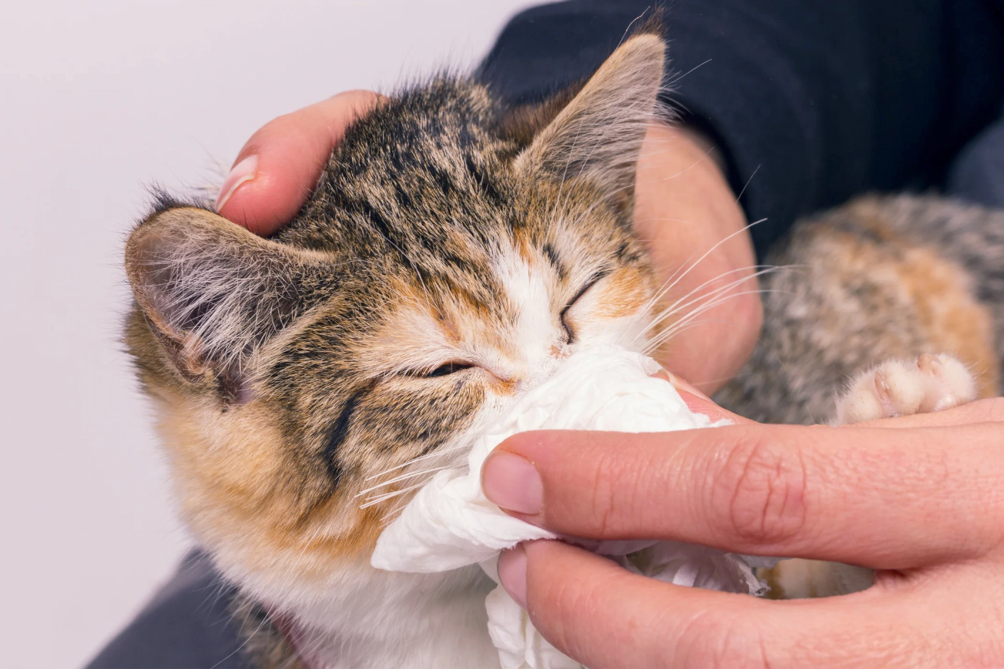 Kitten having its nose wiped in lap