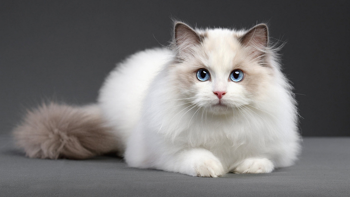 White Ragdoll with blue eyes