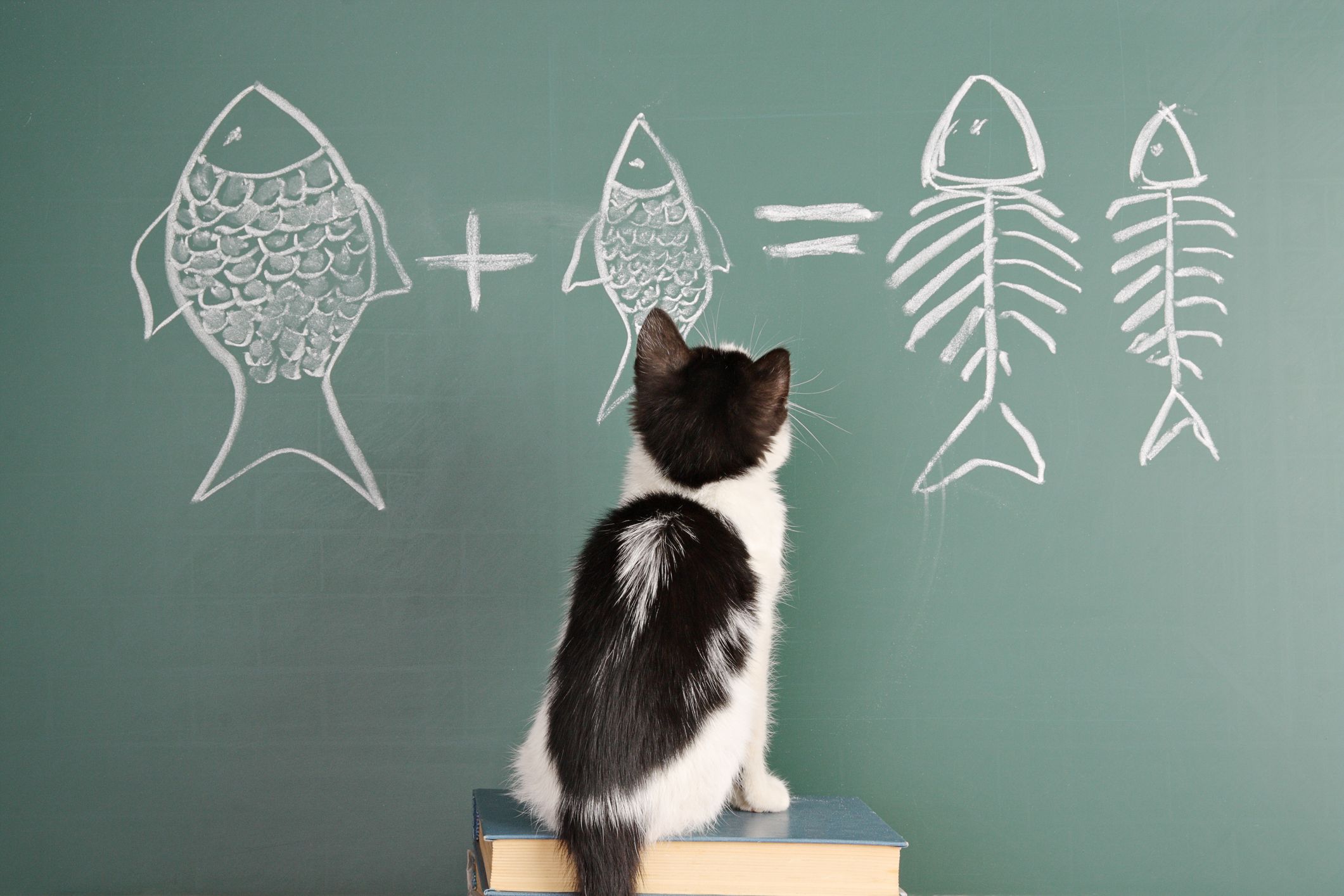 A cat looking at the addition problem on the board