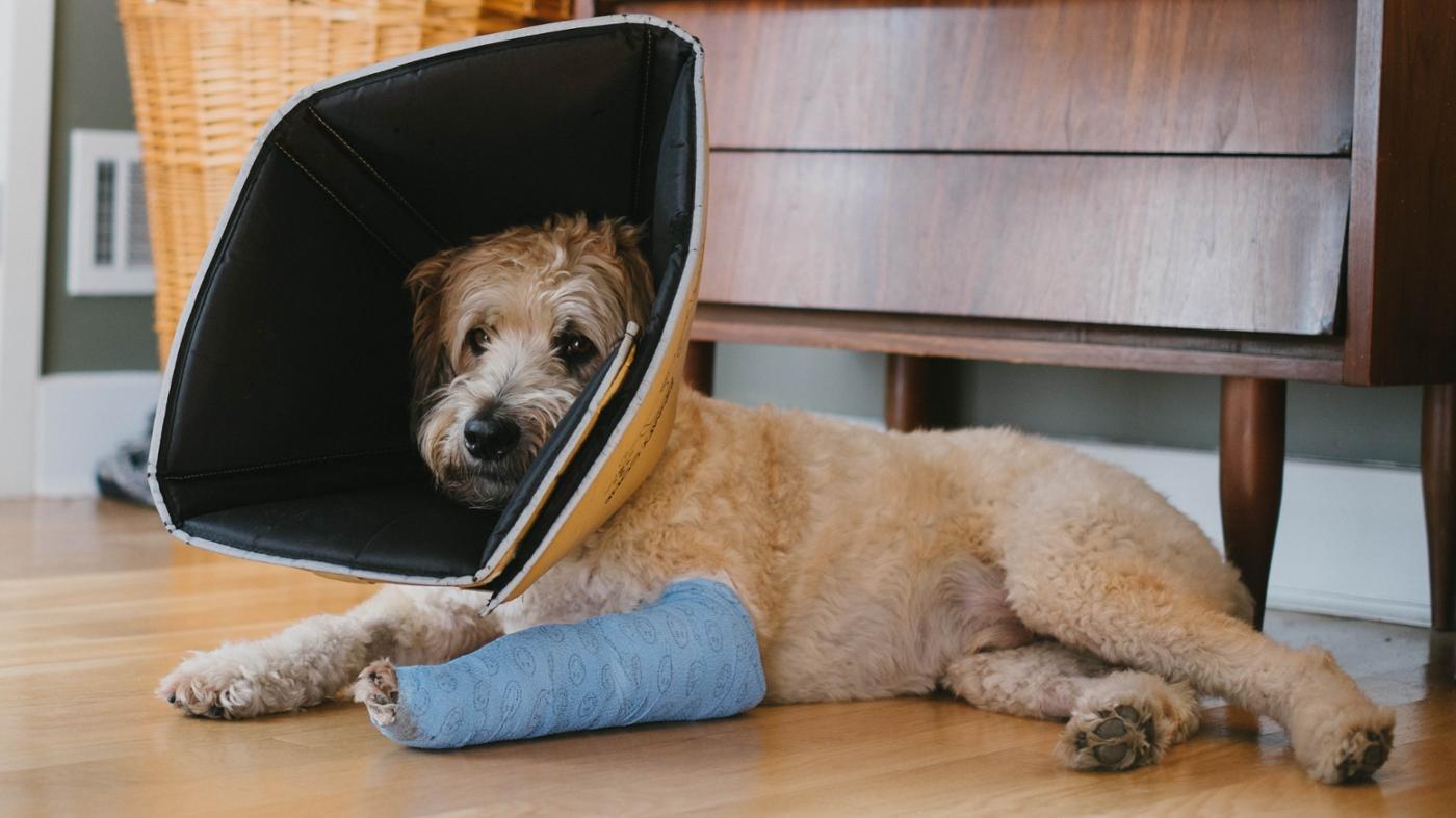 Dog with collar and bandaged leg