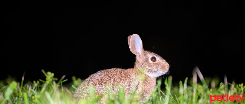 Do Rabbits See at Night?