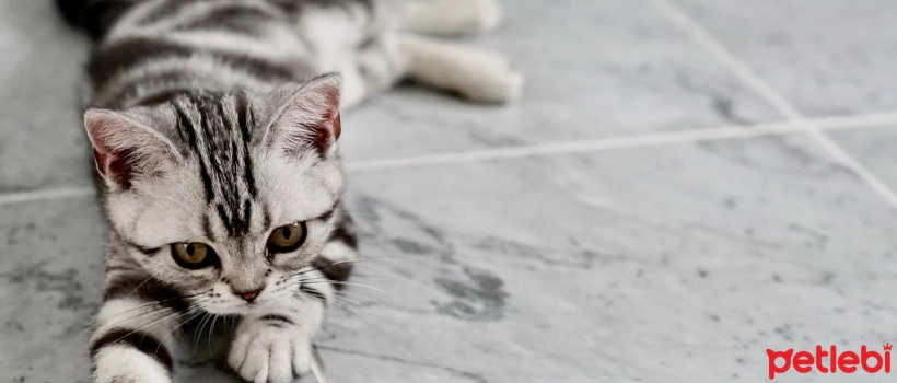 How Should Cats Neutered During Kittenhood Be Fed?