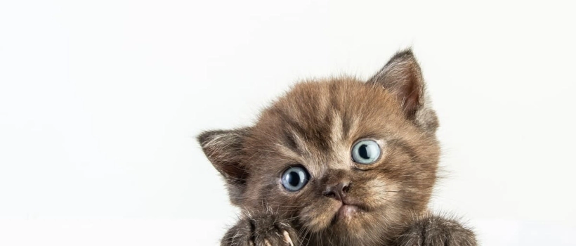 Can I Feed Adult Cat Food to a Kitten? Will Anything Happen If I Feed It?