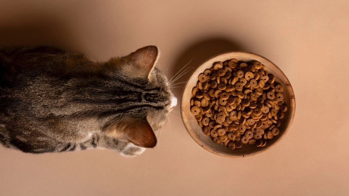 What Should You Read on the Ingredient Label When Choosing Dry Cat Food?