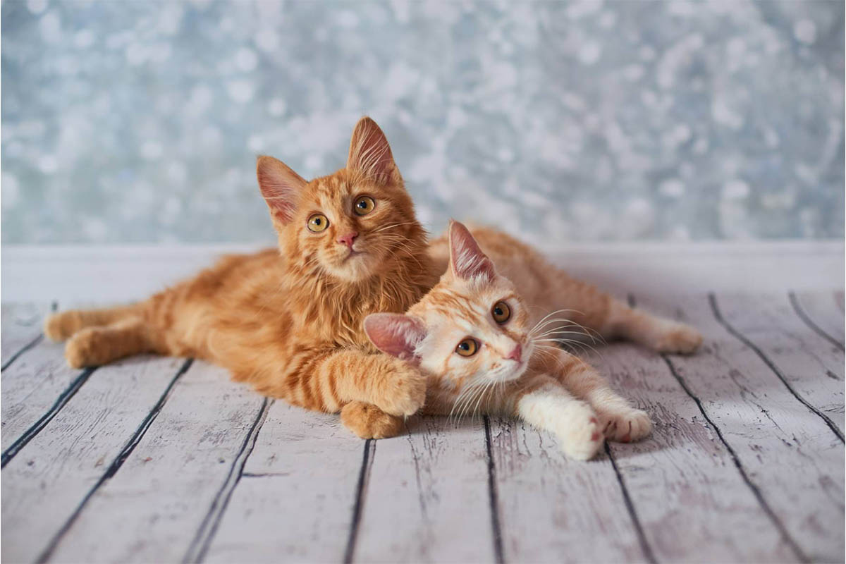 Two curious tabby cats