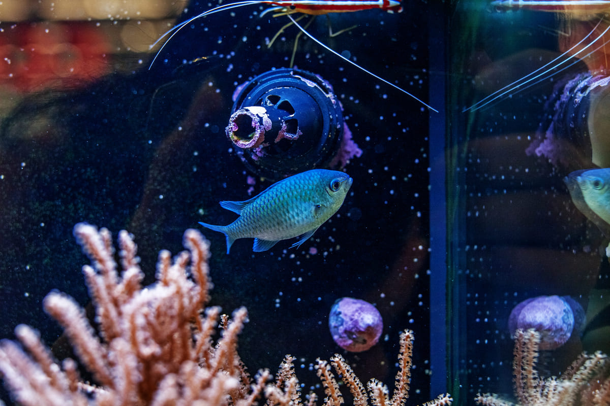 Fish swimming in the aquarium