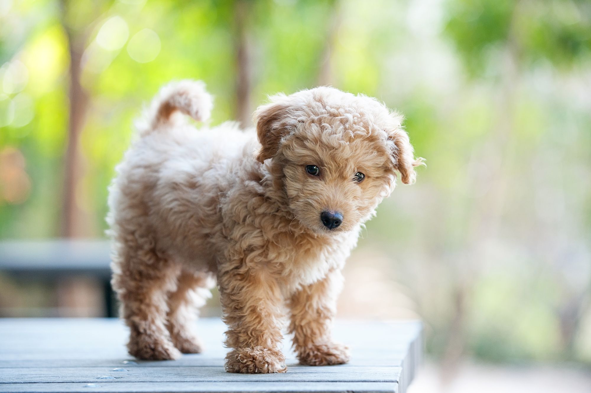 Curly-haired puppy standing on the veranda