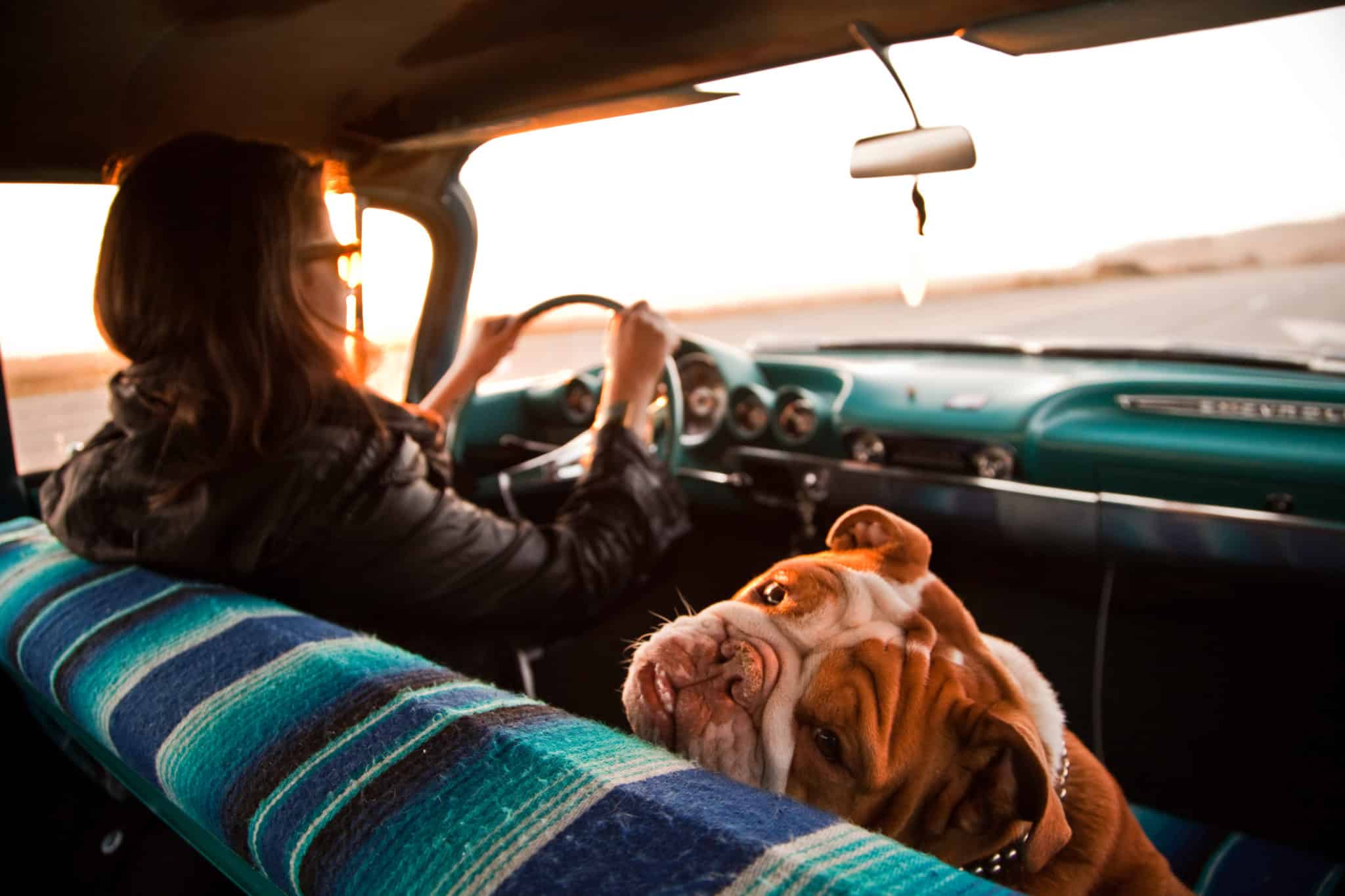 Bulldog sitting in the front seat of a car looking backwards