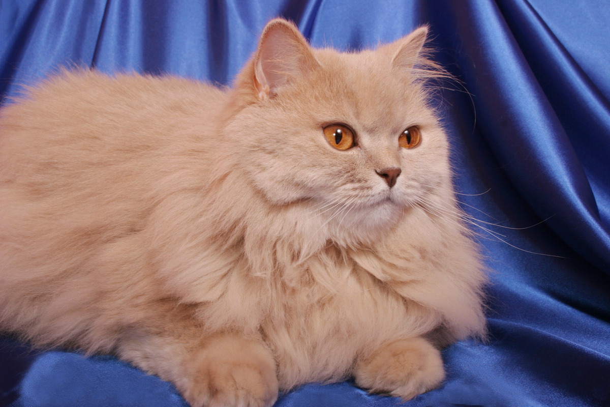 British Longhair cat with cream-colored fur standing on a black curtain