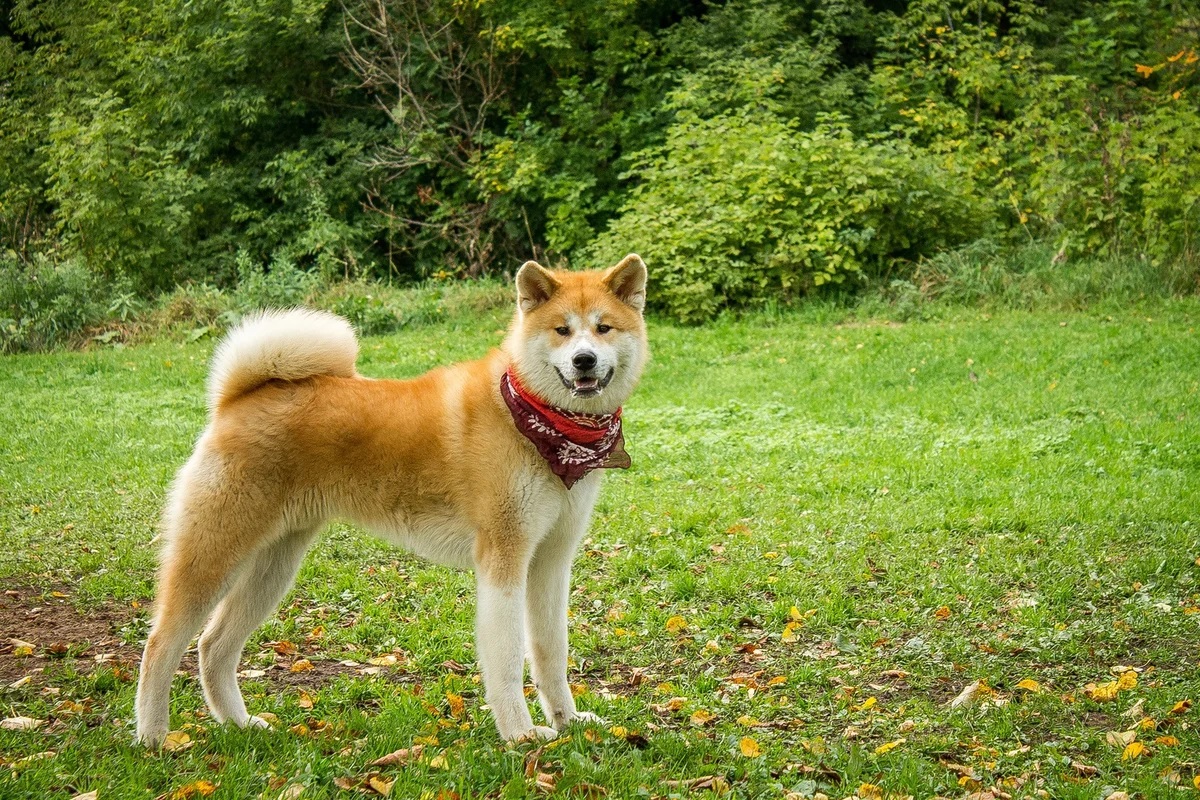 Dog with red collar standing on the grass