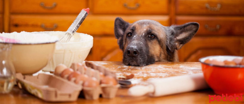 Most Common Eating Disorders in Dogs