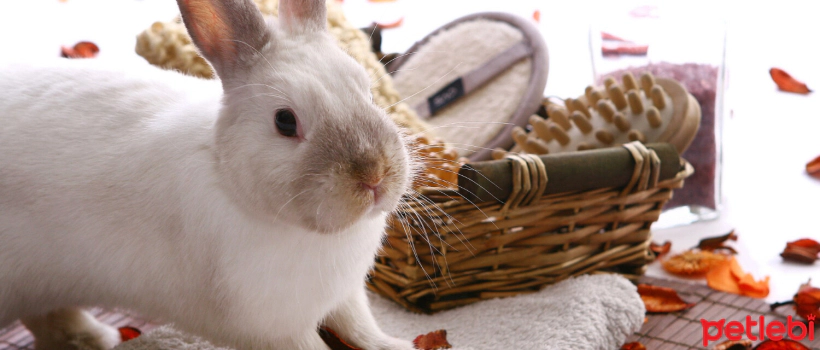 Should Rabbits Be Washed? How Should Rabbit Cleaning Be Done?