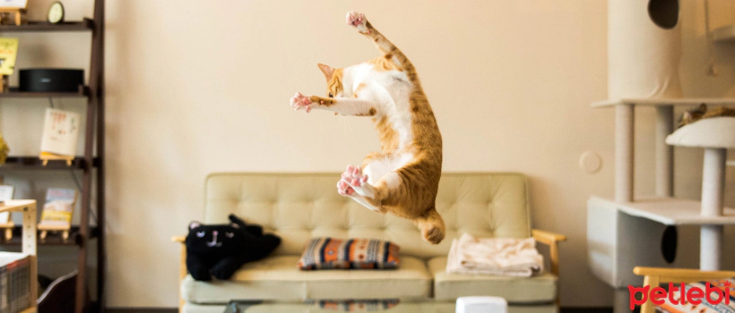 Factors Shaping a Cat's Personality