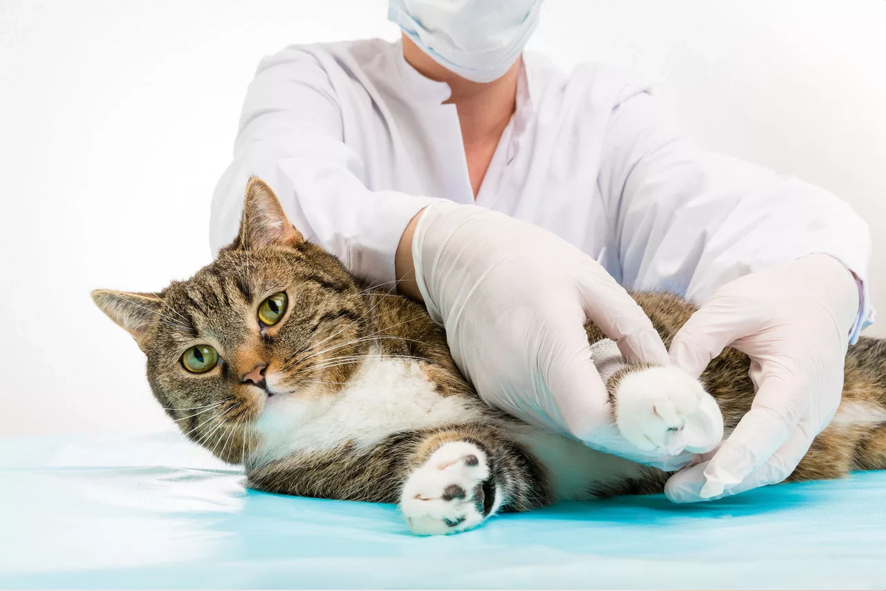 Cat treated by a veterinarian