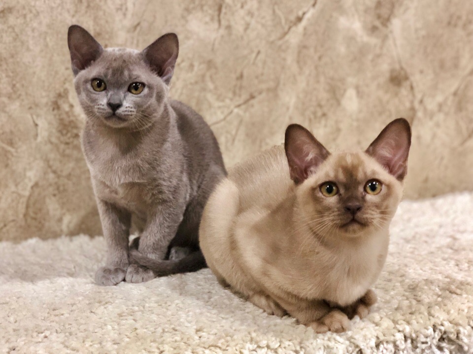 koltukta oturan iki burmese cinsi kedi