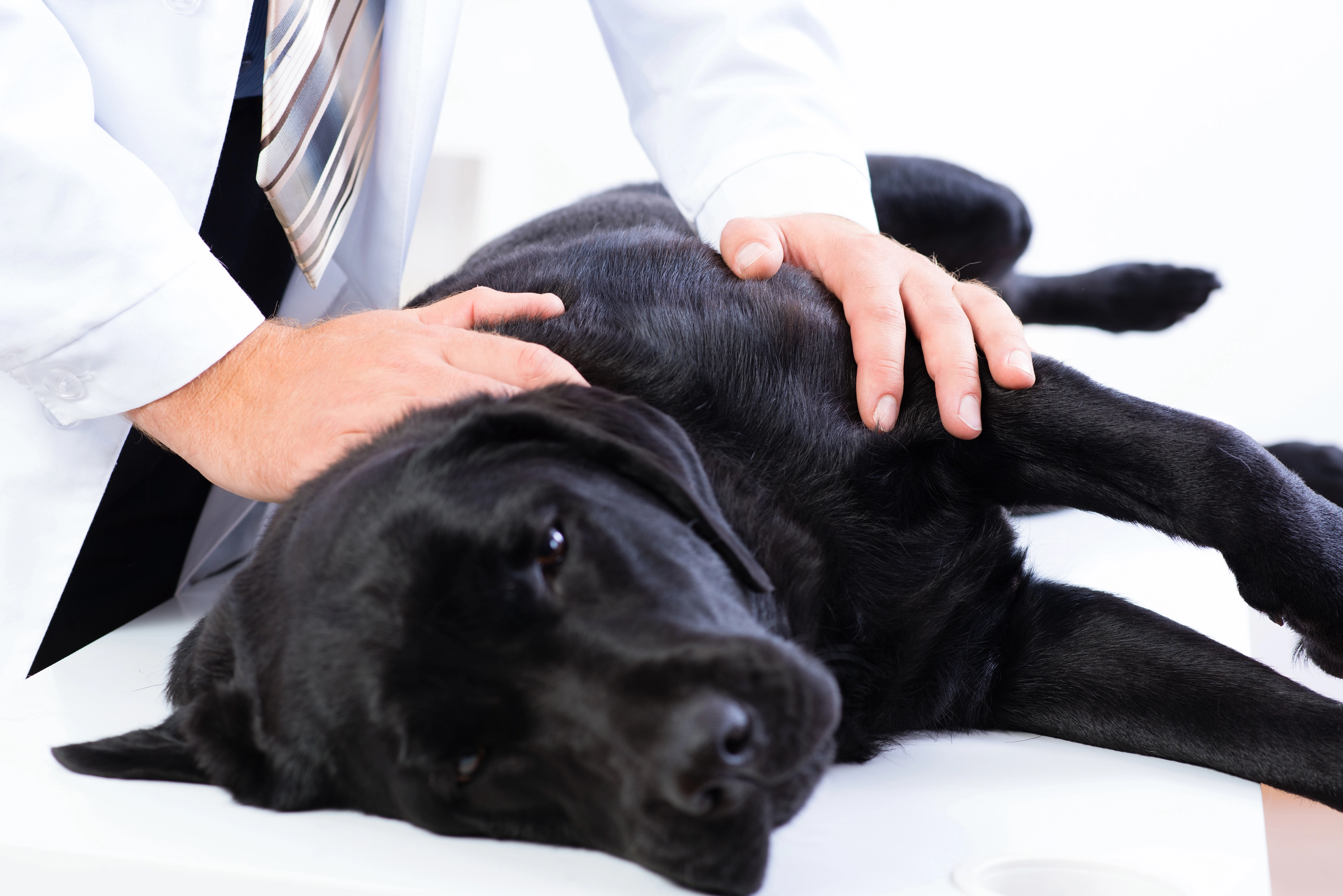 Dog undergoing physical examination