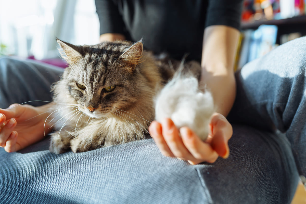 Cat looking at a ball of fur in a woman's hand