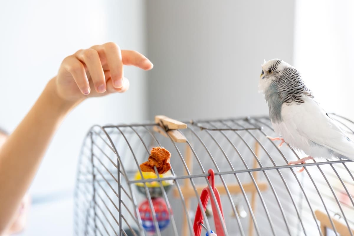 Budgie spending time on top of its cage