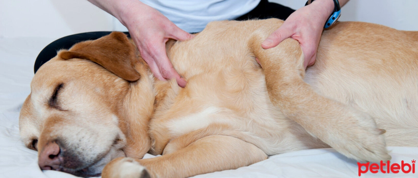 Skin Cancer in Dogs