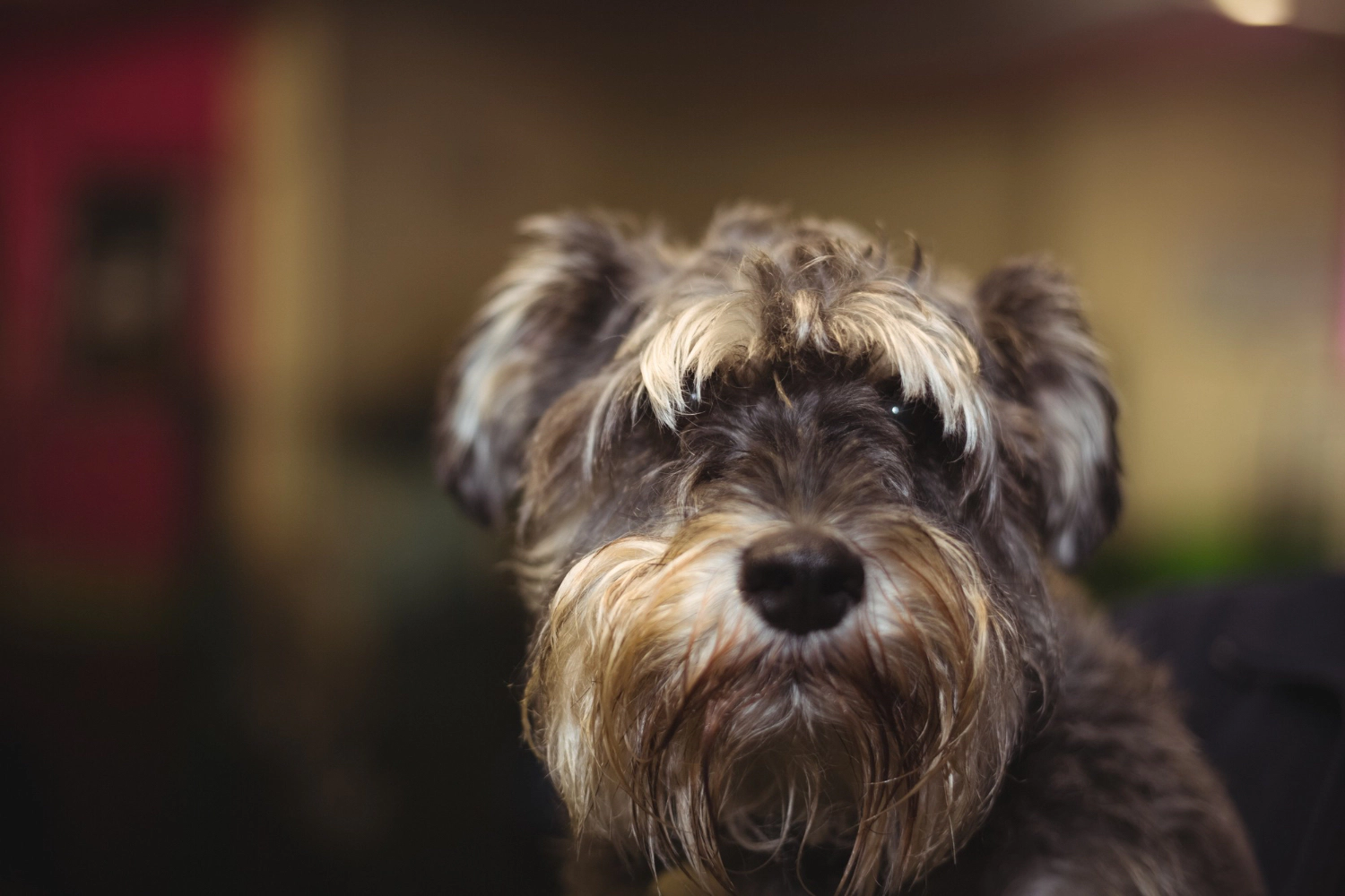 Black-coated Miniature Schnauzer